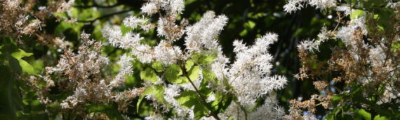 アオダモの花を発見